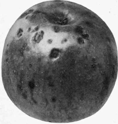 Fig. 7.   Stippen, or bitter   pit.