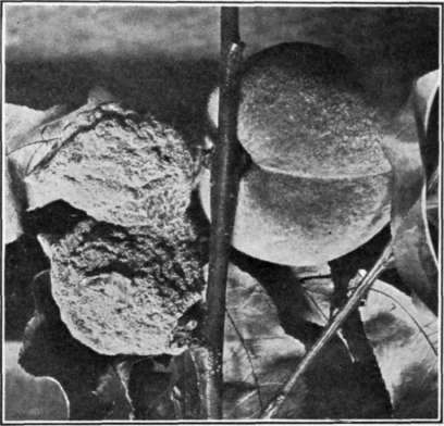 Fig. 71. Brown Rot on peach.