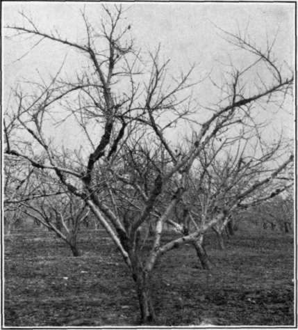 Fig. 72. Brown Rot canker of peach, general appearance in the orchard.