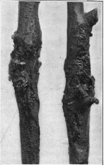 Fig. 73. Brown Rot canker on peach limbs.