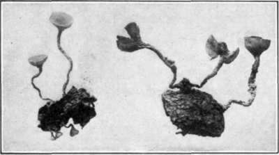 Fig. 74. Apothecia of the Brown Rot fungus; attached to fallen mummies.