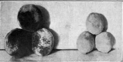 Fig. 76.   Peach   yellows; on the right small healthy peaches, on the left large prematurely ripened fruit.