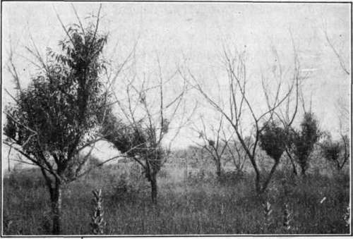 Fig. 77.   Peach   yellows; note the clusters of shoots.