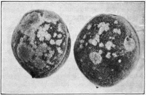 Fig. 84.   Peach mildew on fruits.