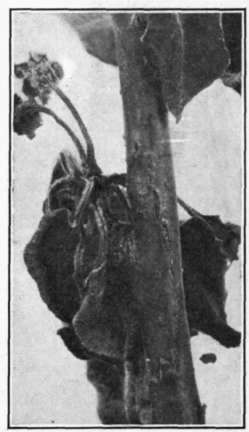 Fig. 85.   Fire Blight; the bacteria have spread from the blossom into a twig, forming a canker.