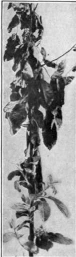 Fig. 86.   Twig blight. Tip of a shoot blighted by the Fire Blight bacteria.