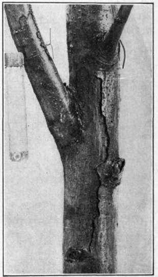Fig. 88.   Hold   over canker.