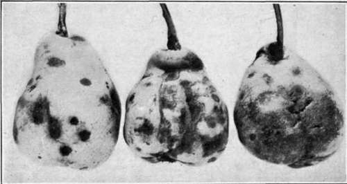 Fig. 92.   Pear scab.