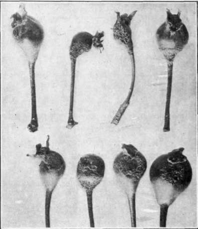 Fig. 94.   Eastern rust on pear   fruits.