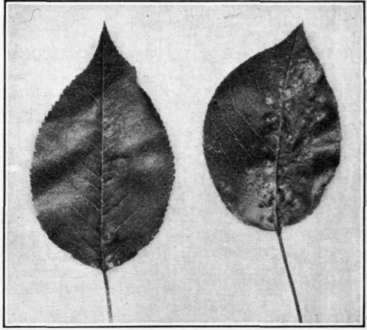 Fig. 95.   Pacific Coast rust on pear   leaves.