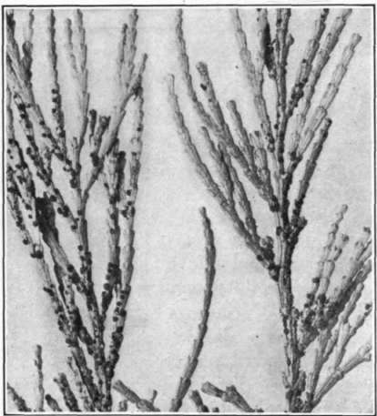 Fig. 97.     Pacific Coast rust of pear; telial stage on incense cedar.