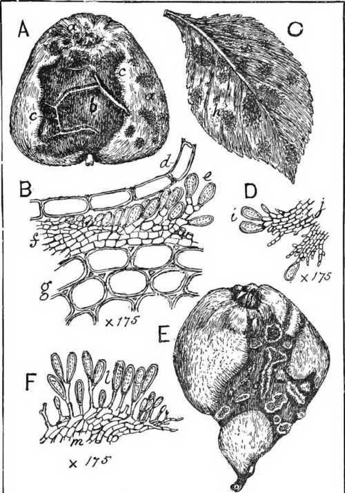 Fig. 57. Apple And Pear Scab