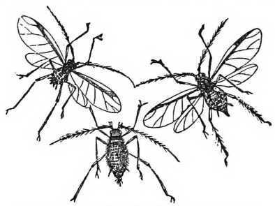 Fig. 56. Black Aphides, winged and wingless, magnified.
