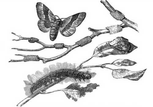 Fig. 59. The Lackey Moth And Caterpillar, Showing Eggs On Twigs