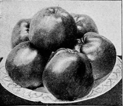 Fig. 31. Apple Lord Derby.