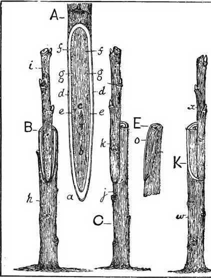 Fig. 24. Making A Fit In Whip Grafting.