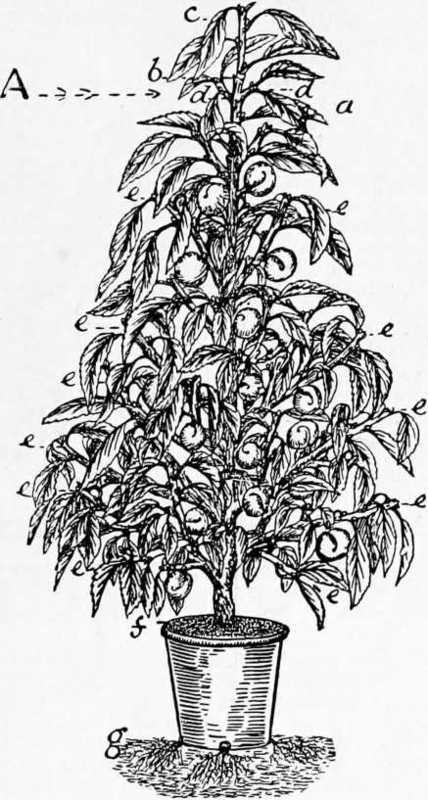 Fig. 99. Fruit Trees In Pots. Close Pyramidal Peach Tree In Bearing