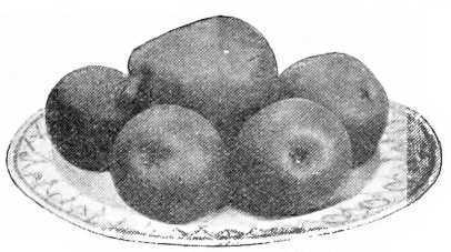 Fig. 40. Pear Beurre Hardy.