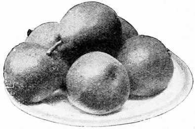 Fig. 38. Pear Doyenne Boussoch.