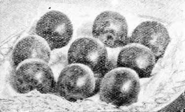 Fig. 53. Plum Reine Claude De Bavay