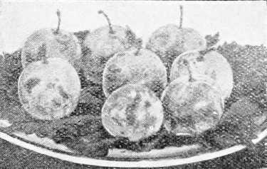 Fig. 51. Plum Transparent Gage.