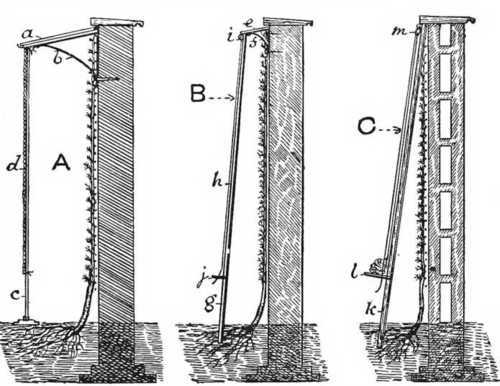 Fig. 102. Protecting The Blossom Of Wall Fruit Trees