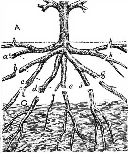 Fig. 21. How to prune fruit tree roots.