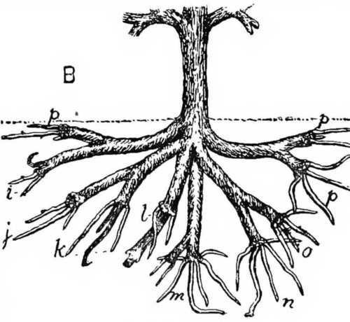 Fig. 21. How to prune fruit tree roots part B.