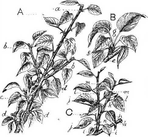 Fig. 12. Pruning pear trees.