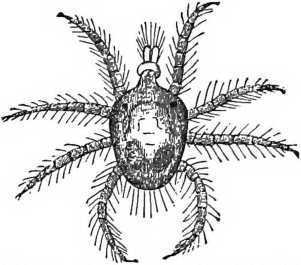 Fig. 61. Red Spider, Magnified