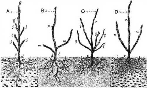 Fig. 22. The root system of some stocks for fruit trees.