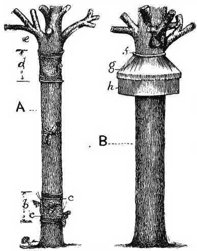 Fig. 58. Sticky banding fruit trees to check winter moth.