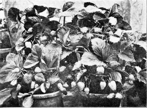 Fig. 93. Strawberry Thomas Laxton