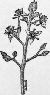 Fig. 1. Flowers of Fuerte avocado. (X 1/2)
