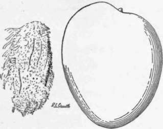 Fig. 15. The Mulgoba mango. (X 2/5)