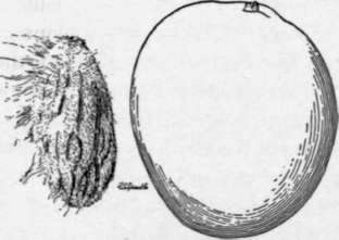 Fig. 16. The Haden mango. (X 1/3)