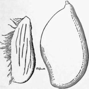 Fig. 20. The Sandersha mango. The fruit is not so richly flavored as that of Mulgoba or Pairi, but is excellent for cooking. (X 1/3)