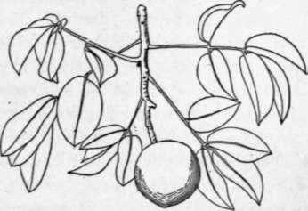 Fig. 23. Fruiting twig of the imbu (Spondias tuberosa). (X about 1/3)