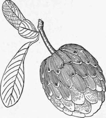 Fig. 27. The ilama (Annona diversifolia), an excellent fruit from southern Mexico and Central America. (X about 1/2)