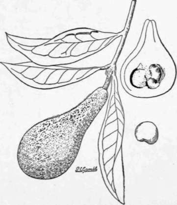 Fig. 40. The pera do campo (Eugenia Klotzschiana). (X 3/7)