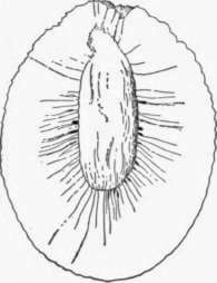 Fig. 53. The breadfruit, showing its internal structure. This is the seedless variety, generally cultivated in Polynesia; the other form has seeds as large as chestnuts, and is not highly valued. (X about 1/4)