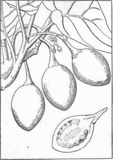 Fig. 62. The tree tomato (Cyphomandra betacea), a fruit produced by a half woody shrub from South America, closely resembles the tomato in character, and is useful in the same ways as the latter. (X 1/2)