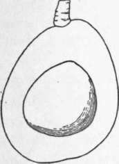 Fig. 9. The Puebla avocado. (X 3/8)
