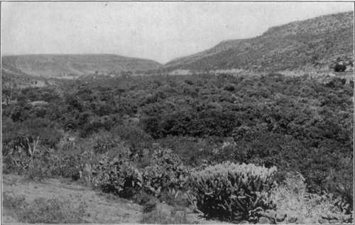 Plate III. Avocado growing in the Mexican highlands.