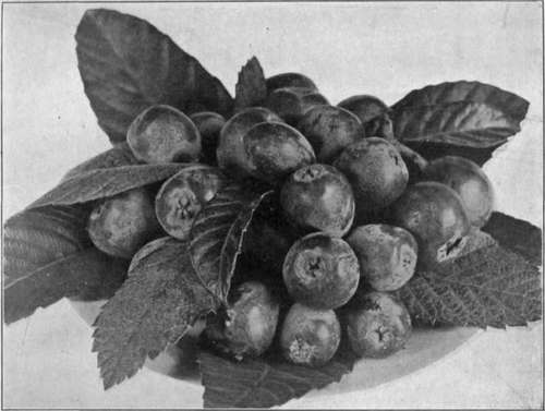 Plate XII. A plate of fine loquats.