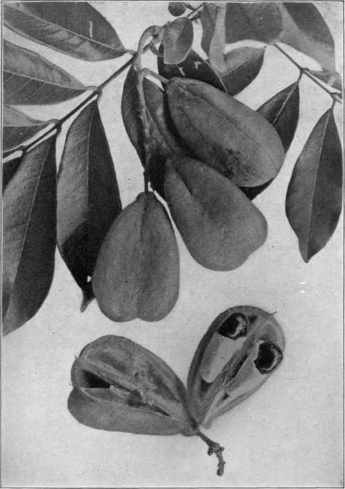 Plate XVIII. Foliage and fruits of the akee (Blighia sapida).