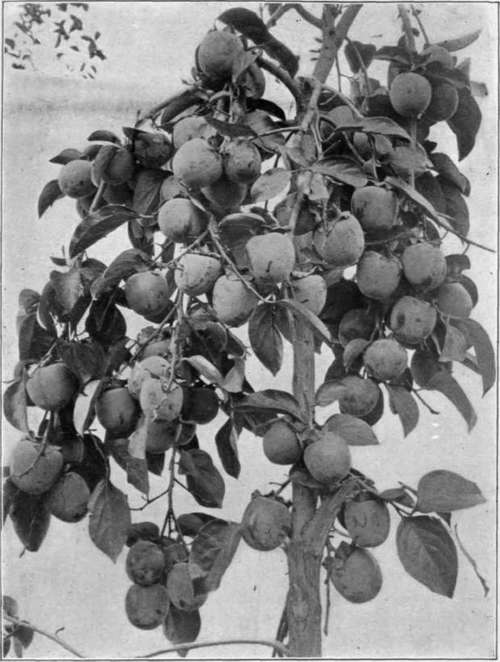 Plate XXI. A young kaki tree in bearing.