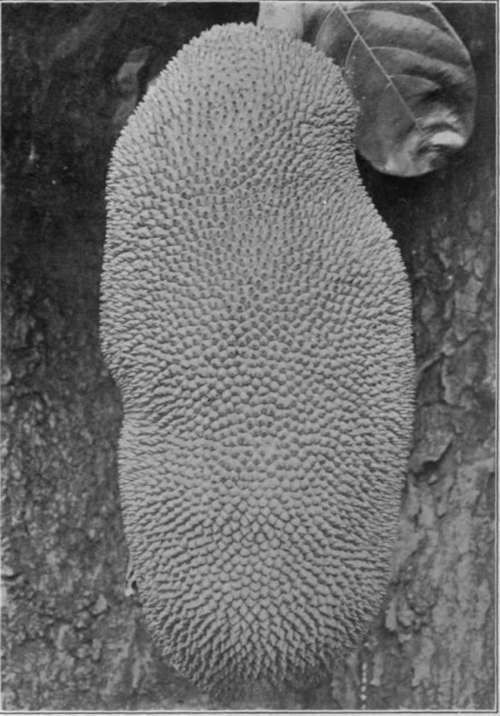 Plate XXIII. The jackfruit (Artocarpus integrifolia), the largest tropical fruit.