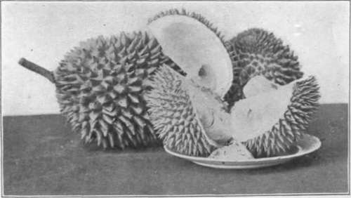 Plate XXIV. Upper, the mangosteen; lower, the durian.