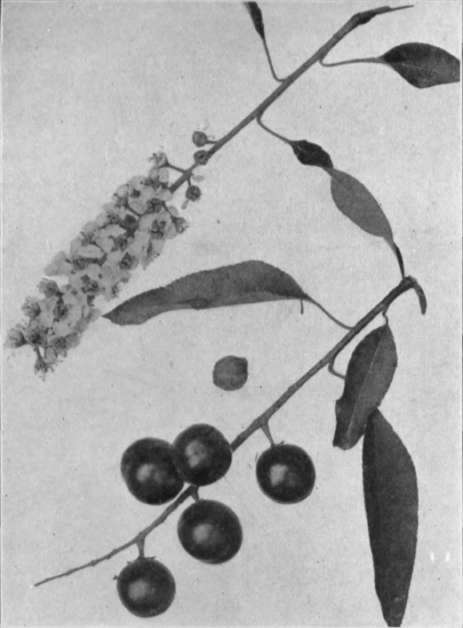 The Loquat Plate XII Eriobotrya Japonica Lindl 51